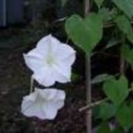 moonflower