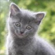 Chartreux