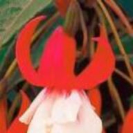 Schattenblume