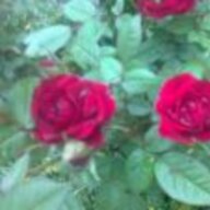 elisas