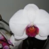 cataleya