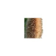 Weberkarde