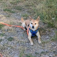 Hachiko