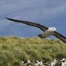 Albatross