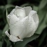 Wintertulpe