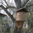 Bienenschwarm