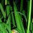CorneliaC