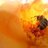 propolis