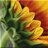 Sunflower47