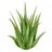 Aloe