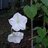moonflower