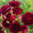 Moosrose